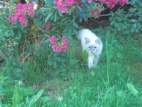 Zoom